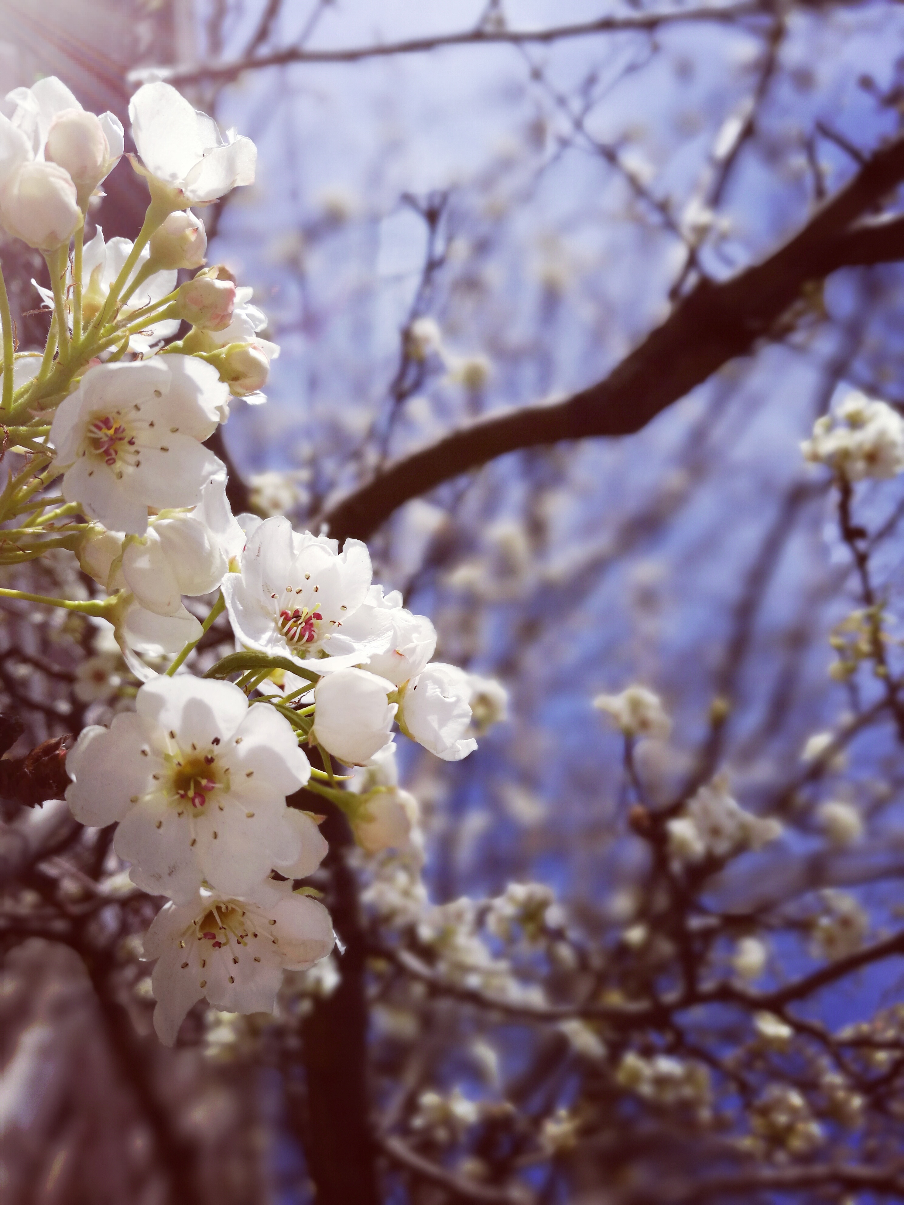 cherry tree, white, flowers, sky, spring